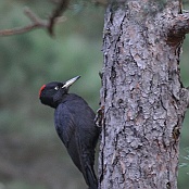 Black Woodpecker  "Dryocopus martius"